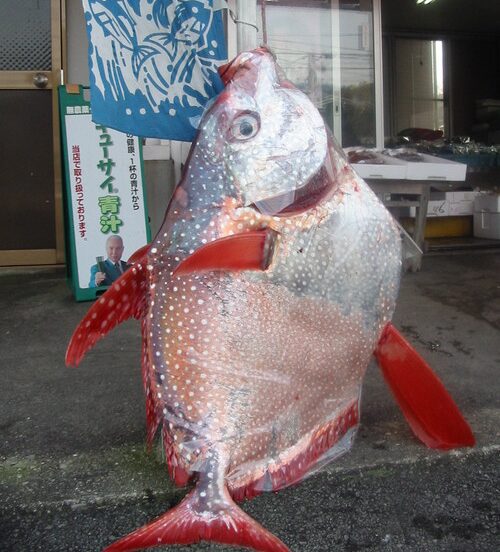 大型のアカマンボウ