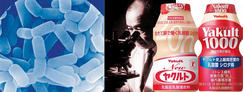 ヤクルトの主成分「乳酸菌 シロタ株」